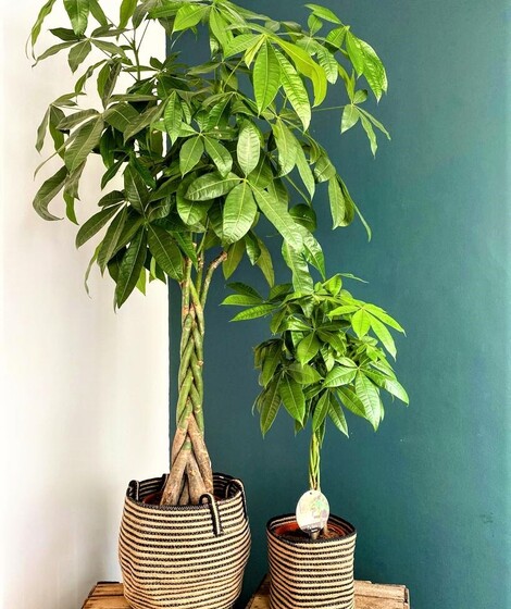 Plantă la ghiveci de vânzare în Piața de Flori Botosani