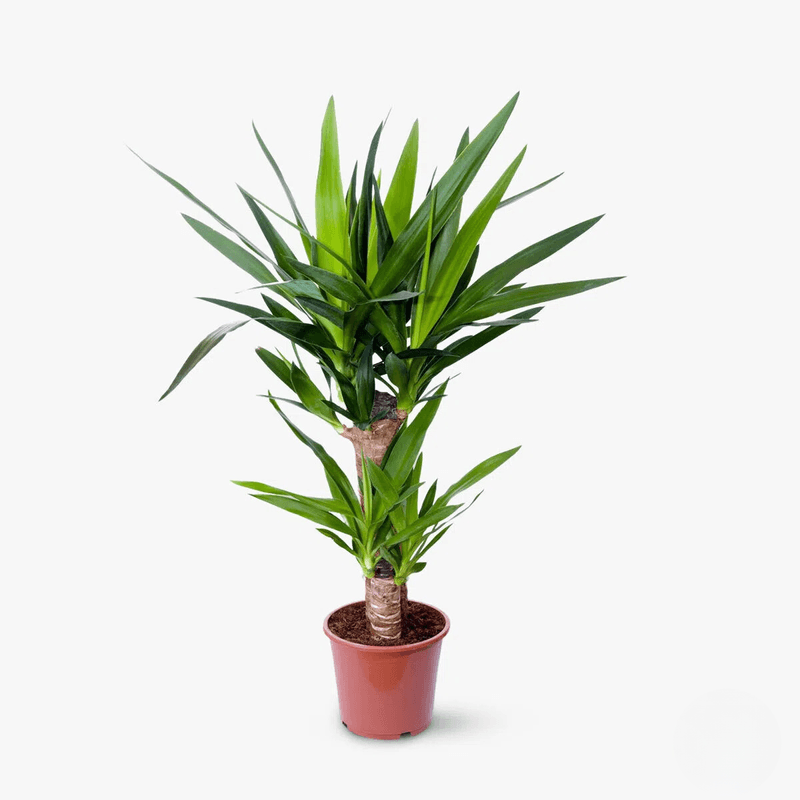 Plantă la ghiveci de vânzare în Piața de Flori Botosani