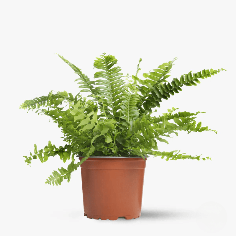 Plantă la ghiveci de vânzare în Piața de Flori Bacau
