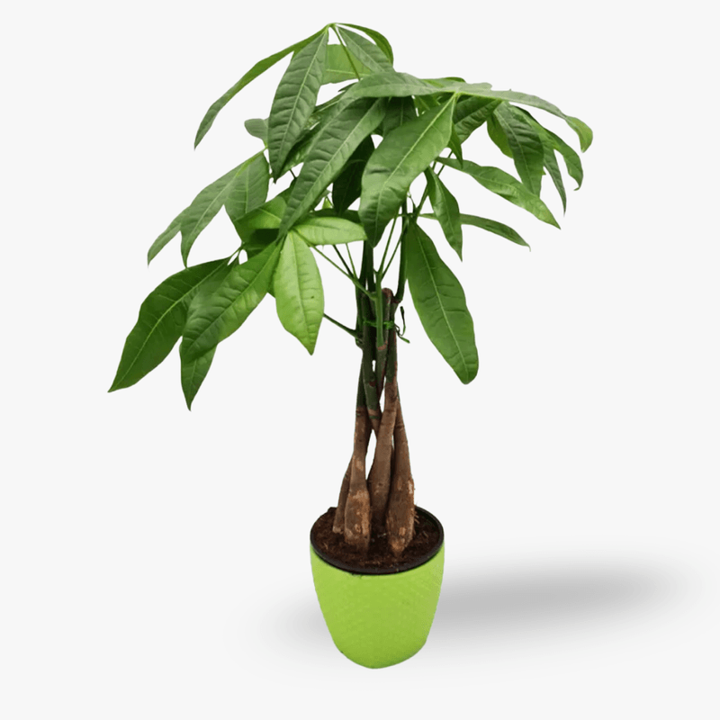 Plantă la ghiveci de vânzare în Piața de Flori Braila