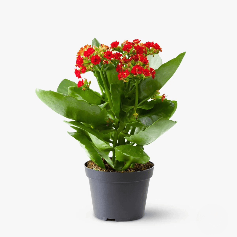 Plantă la ghiveci de vânzare în Piața de Flori Braila
